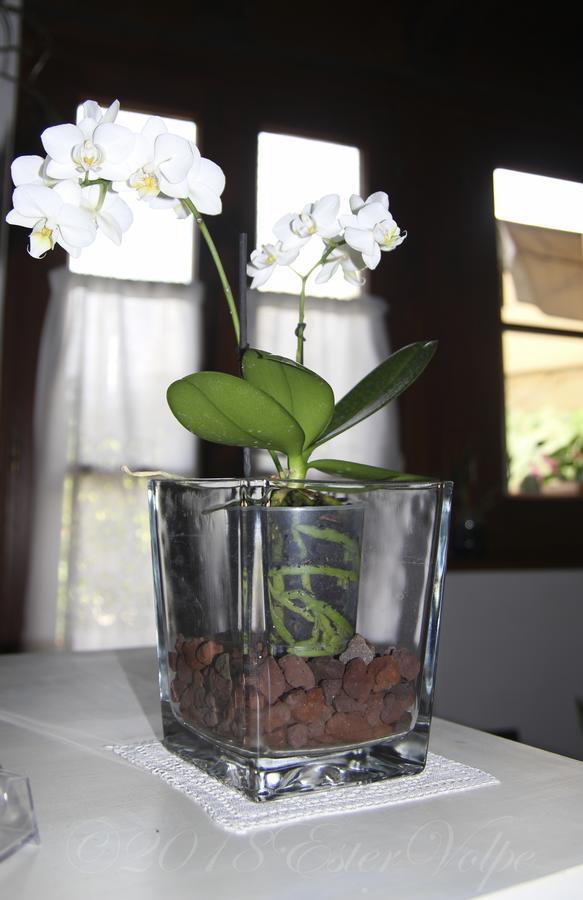 Bed & Breakfast Ca' Di Vissai Arnasco Екстер'єр фото